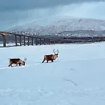 Nydelig Hytte Ved Havet Naert Tromso